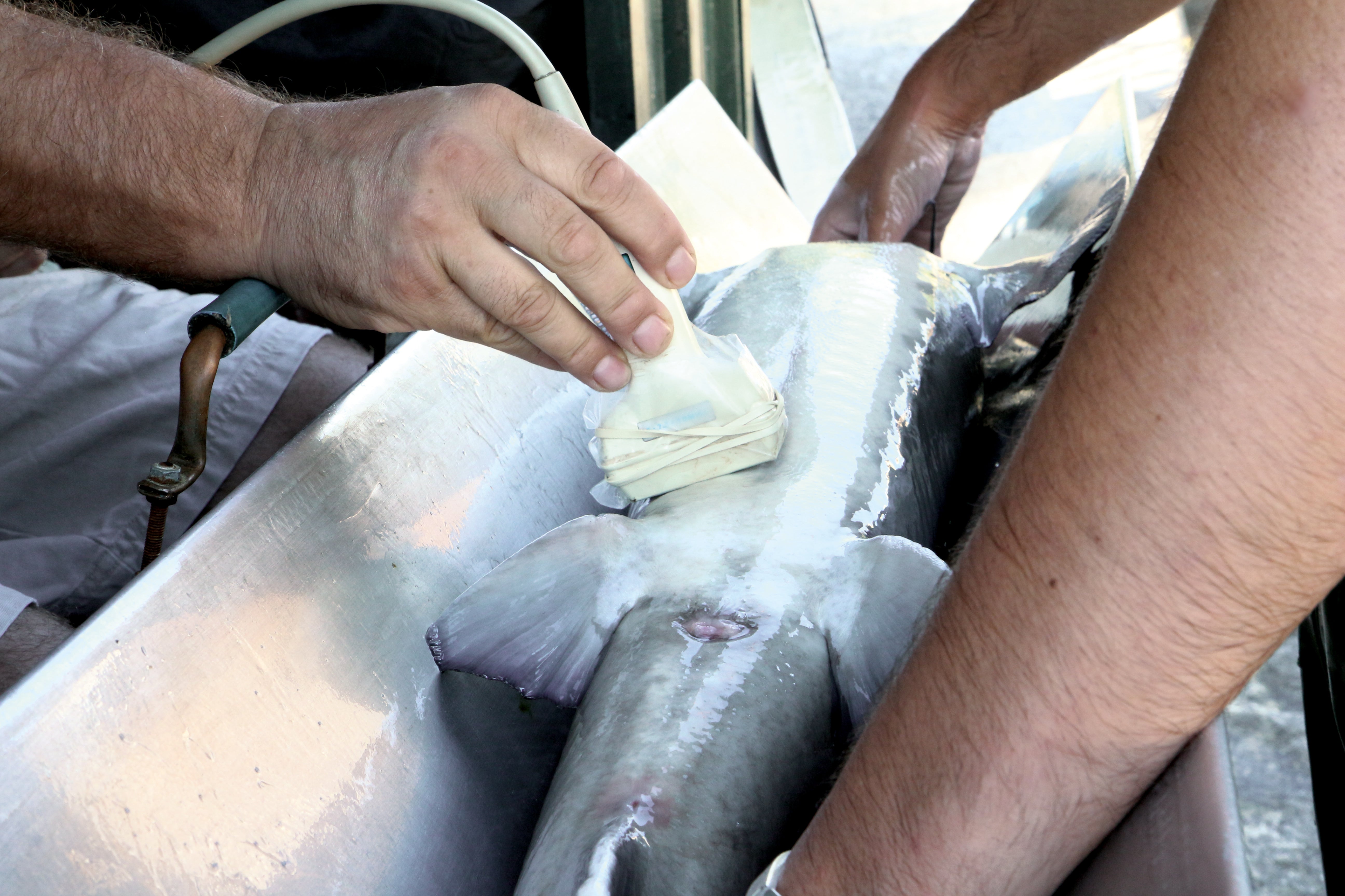 À la faveur des rayons