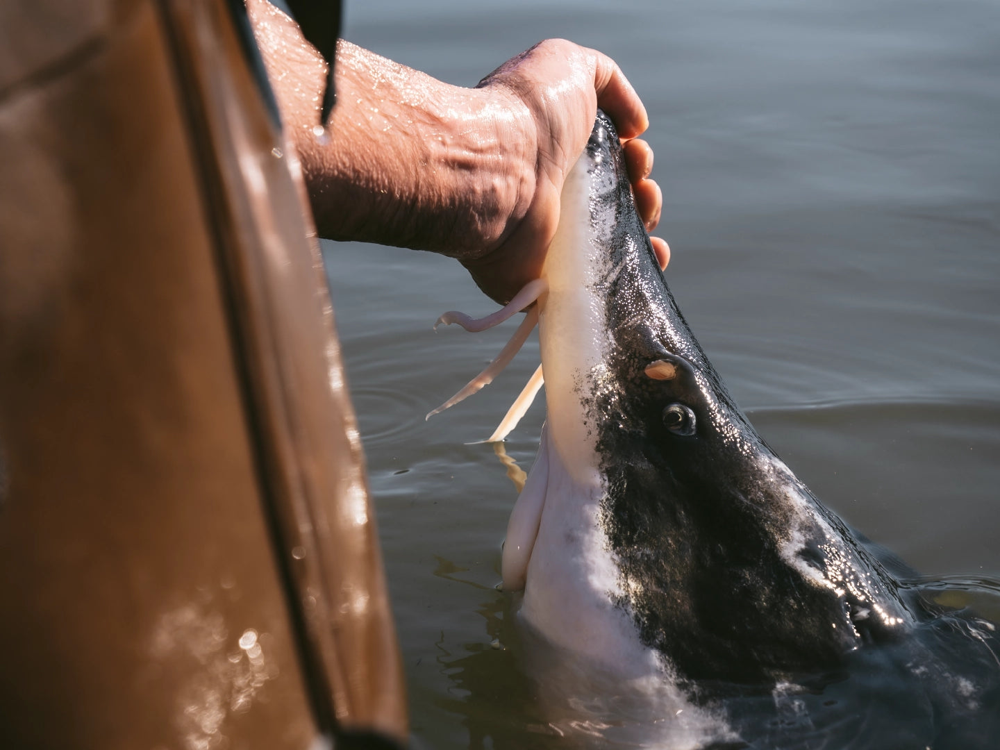 CITES : l’esturgeon, une espèce protégée | Caviar Sturia