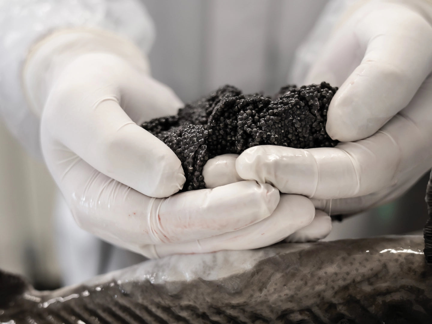 Coulisses - La fabrication du caviar | Caviar Sturia